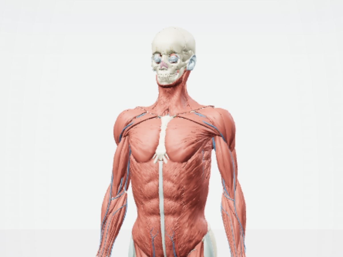 An anatomical model showing the human muscular system